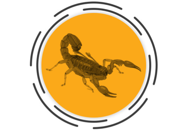 millipedes.jpg (7)