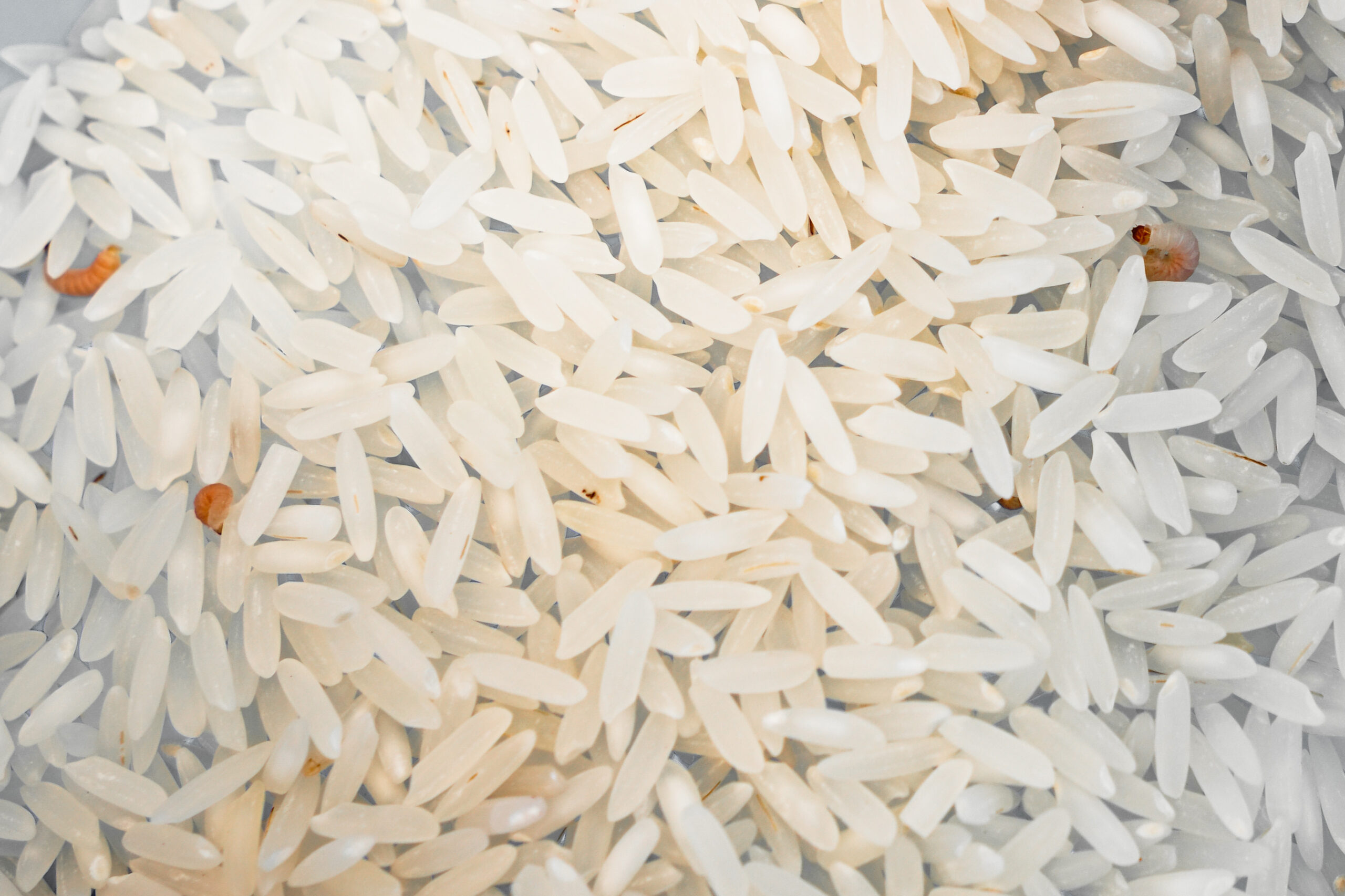 Close-up of Indian flour moth (Plodia interpunctella) larvae among rice grains.