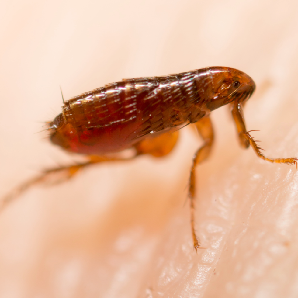 How Long Can Fleas Live Without a Host? Pest Control