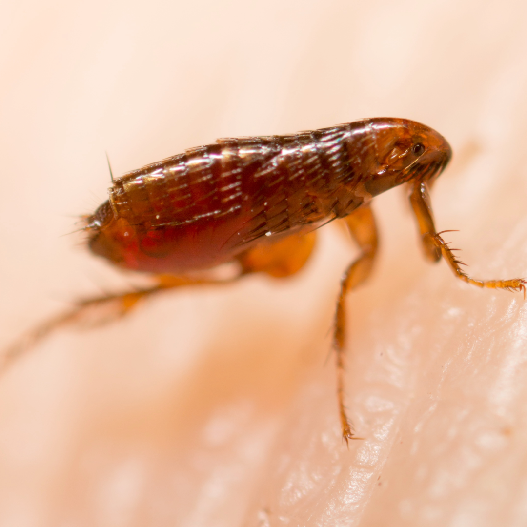 macro shot of a flea