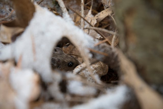 mouse as seen through a hole in a leaf