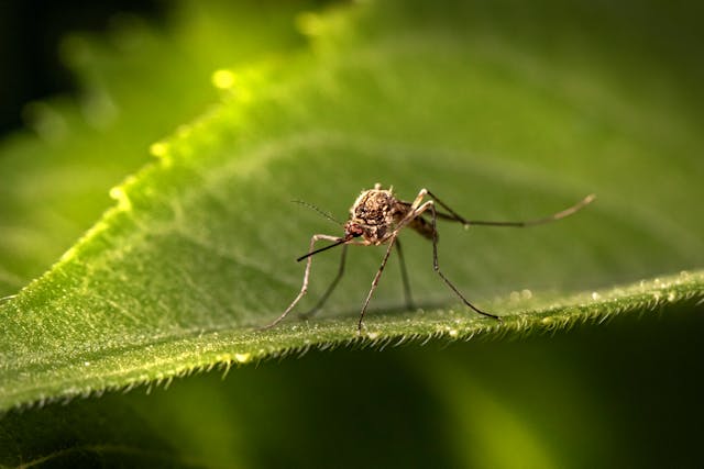 mosquito on green leaf