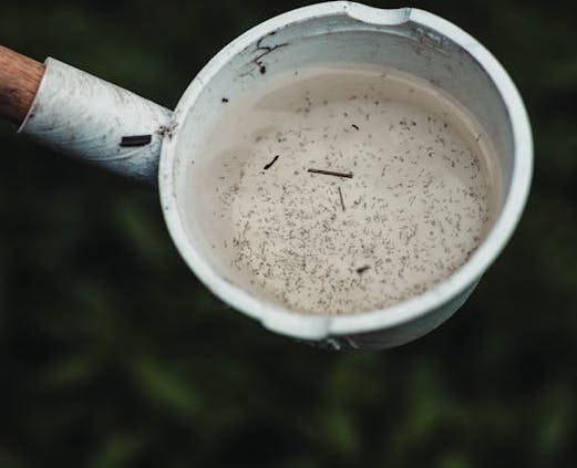 cup full of mosquito larva