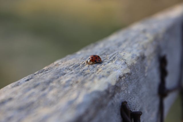 ladybug on a fence