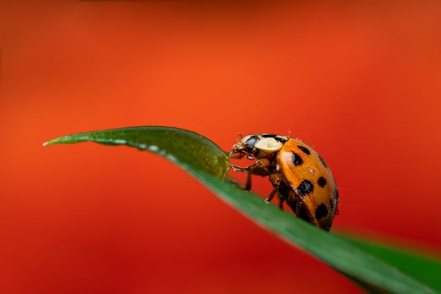 ladybug on a blade of grass