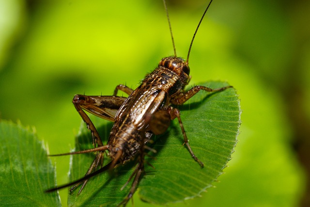 striped ground cricket