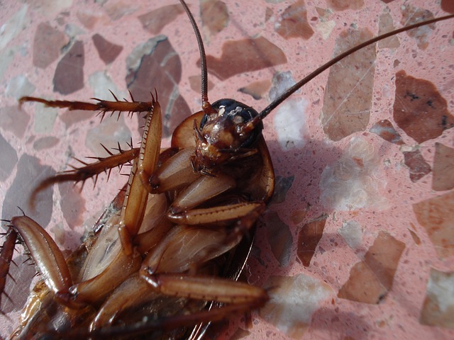 Cockroach on its back