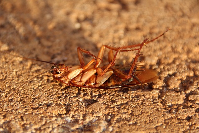 Cockroach dead on the ground outdoors