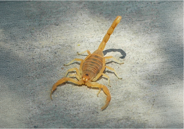 scorpion image