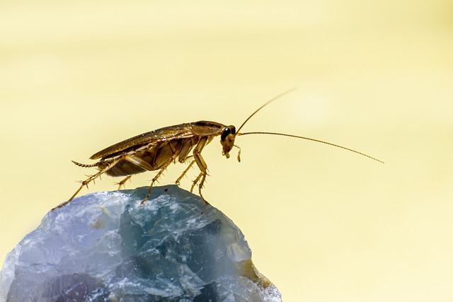 German cockroach on a rock