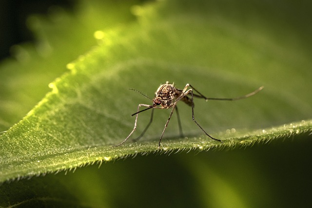 Mosquito on a green leaf