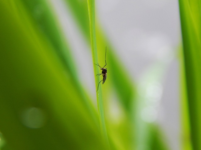 Mosquito on a blade of grass