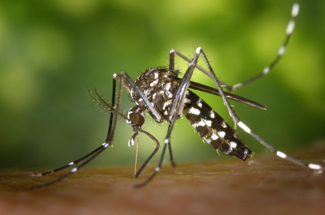 Mosquito biting a person or animal