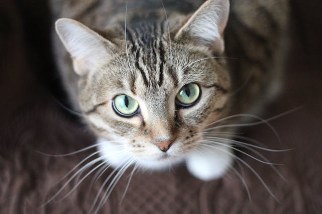 Grey tabby cat with green eyes staring at the camera