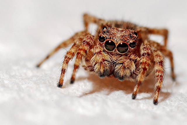 are jumping spiders poisonous