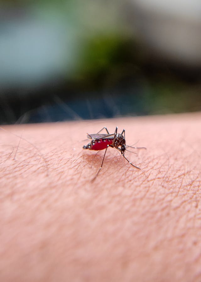 Close-up of Mosquito Biting Human Skin