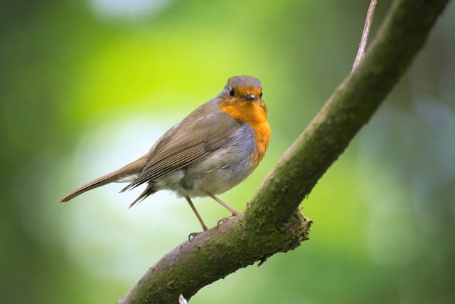 Robin on a tree limb