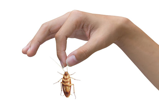 Person holding a cockroach 