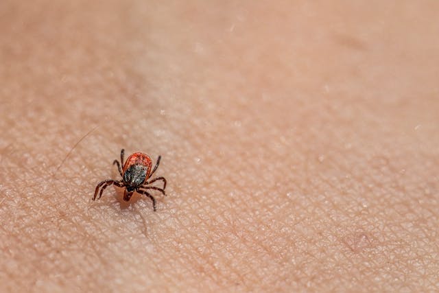 Tick crawling on someone's skin