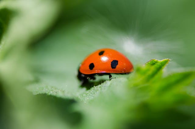 Ladybug on leaves