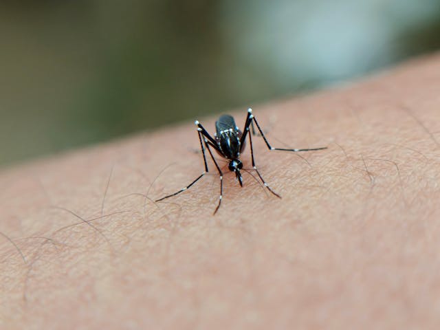 Mosquito biting someone's skin