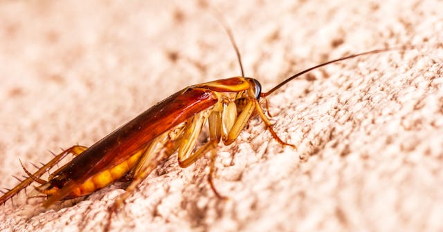 Close up of a cockroach