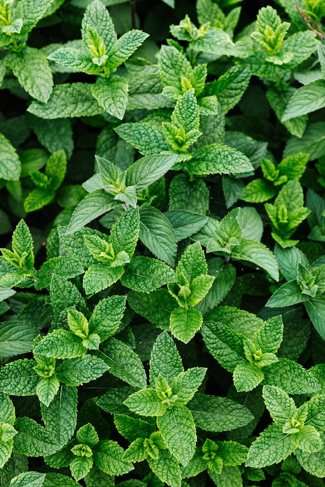 Green mint plant, a natural roach repellent