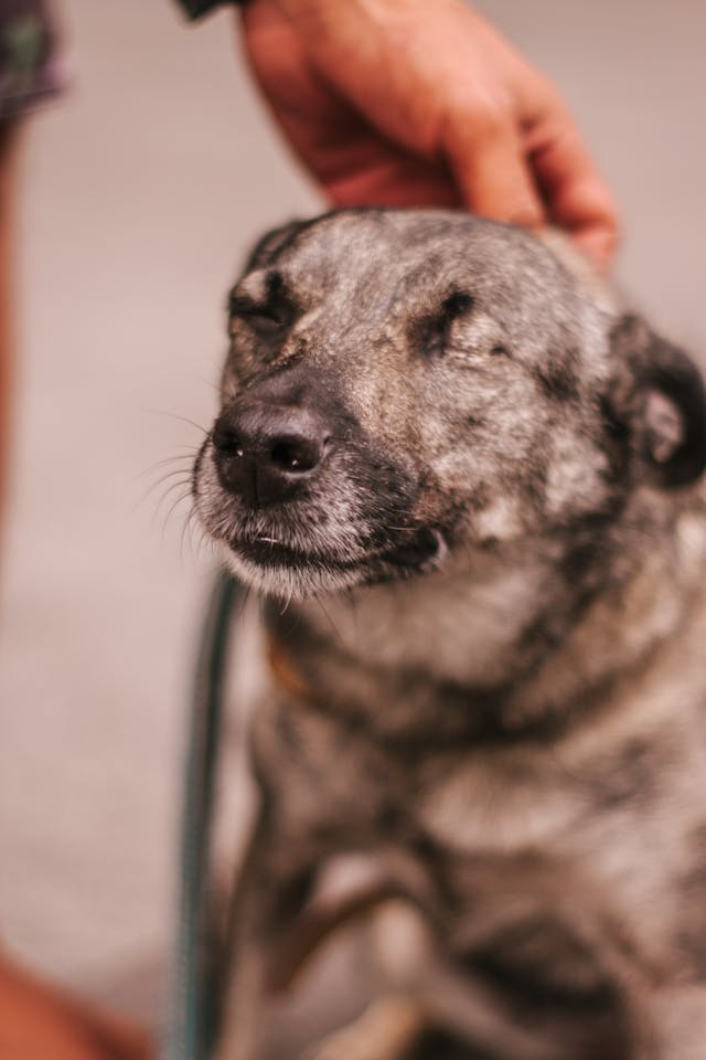 Person Holding Black and White Short-coated Large Dog