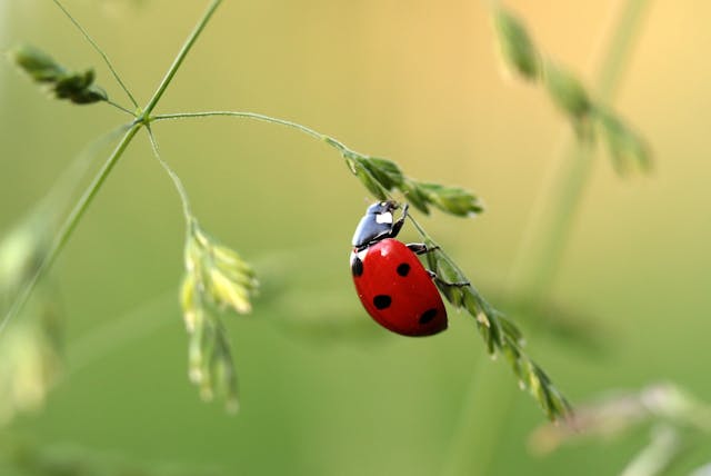 ladybug crawling on grass