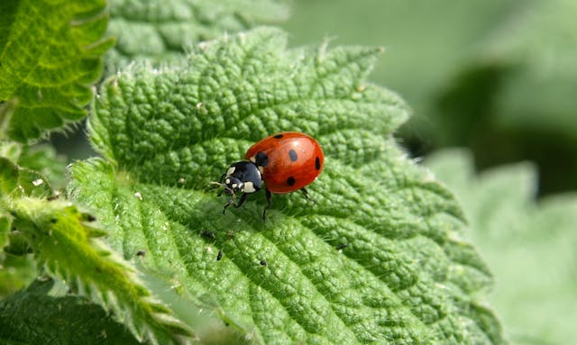 Ladybug crawling on a mint plant