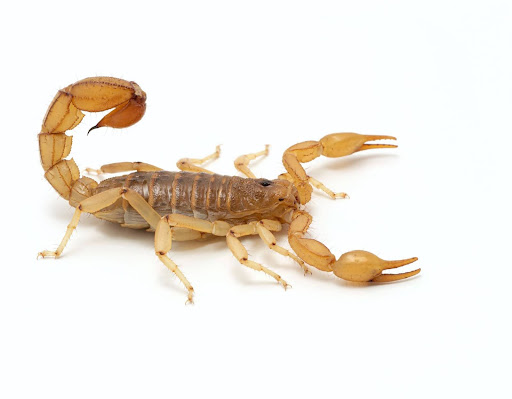 Scorpion