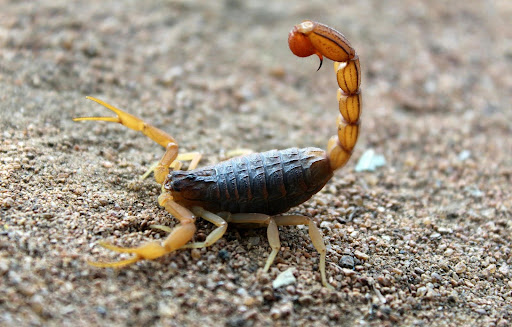 Scorpion raising it's tail to strike