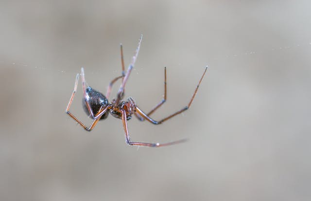 Brown spider stuck in a web