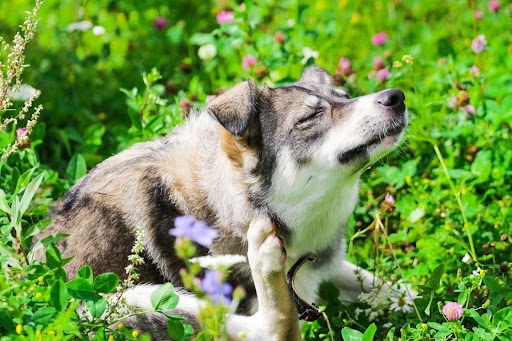 Dog scratching itself in a field