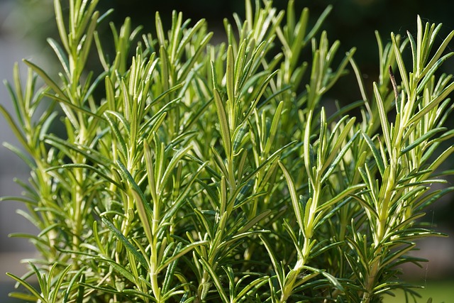 Rosemary herbs