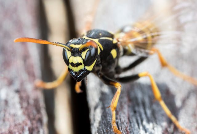 Yellow and black yellow jacket on a table