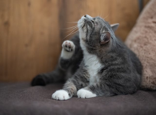 Cat scratching itself on the couch