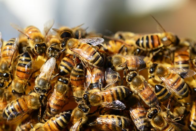 Honey bee swarm