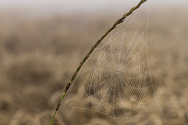 Spiderweb, spider nest, stuck to a branch