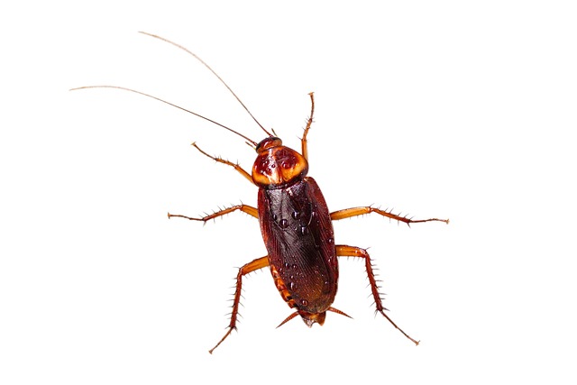 Where Do Roaches Come From? How to Keep Them Out for Good - Pest Control