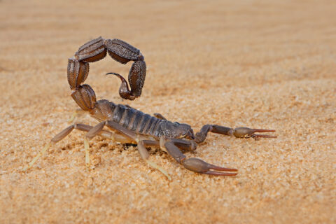 What Do Scorpions Eat? | Scorpion Control in Phoenix & The Valley