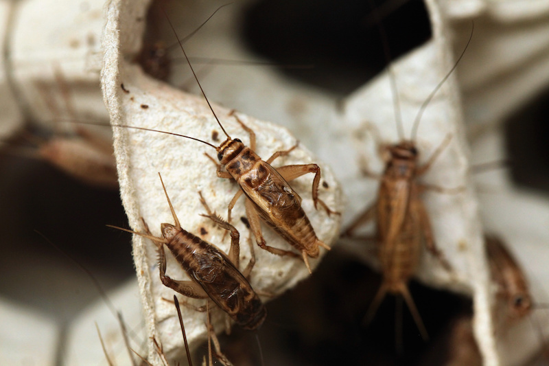 House cricket (Acheta domestica) on egg pack. Wild life animal.