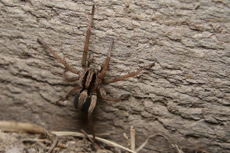 Wolf spider climbing up a white textured wall