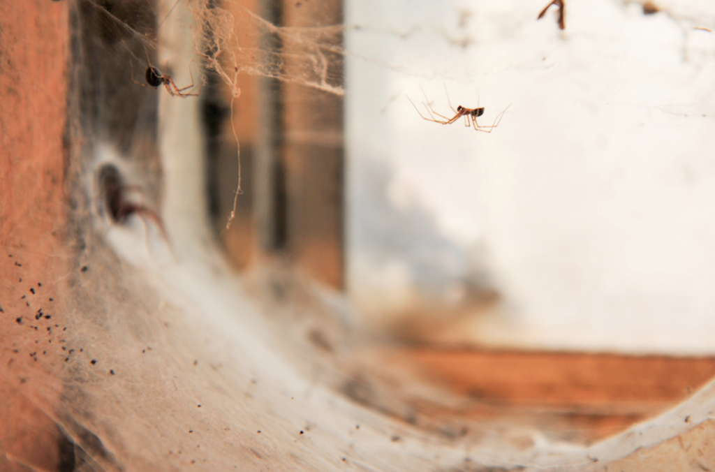 Do Bug Bombs Work At All?