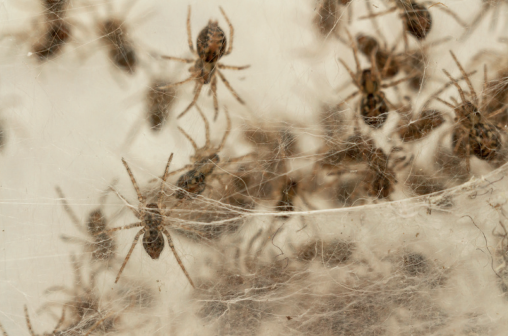 Call proof. Pest Control for Effective Spider Control
