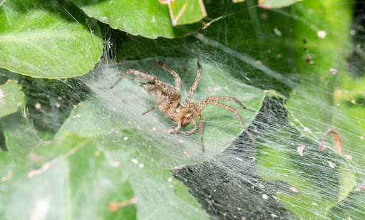 A Funnel Weaver Spider (Agelenidae) Waiting for Prey in a Dense Green Plant in Colorado 970-227-6323