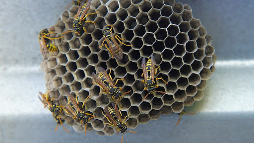 Nest of the common wasp Vespula vulgaris. Colony of wasps in a hive. Close-up. Inside the hexagonal structure of a wasp nest SSUCv3H4sIAAAAAAAACpxSyW7DIBS8V8o/RJxryTZe4v5K1AOGlxiFgMWSKory72UxKVVvvTHz5s3beOze9ns0E8Mp+tg/AvKYC+GM1cRyJT1dv2+8BslAl8xN46EuCcJLBIxbpTkRJTkTSxdJruBJ6YQI9DMGkbHEOgOm6GVVkvUeNzndLM5a0MYqegl8kU6JhbOv98sgD3dMeJ8DMegzfAihzTwVcHPkMpXM/5WZHp+v5ZxB0nvo7Vl0rUEASUMfkxRdvvyE1zjFJiKOcVVMdVOUiCDAhdOqOeXyXKQpu8SD5TSqnLT6XnaOhFIrmUU4x8l7QuYXYoyXs8zvikX776GuRR2pbBxgc0XMXyLABuO2PuC6a/qubbq2xZsgXXrh3ie2kxt0q1CEQSj62vbPHxjGAffDocavrf/5DlkyJEW56KjhrFwrD4UQZuw0sQmqEaa26qYRqhl3U9XQmo5Ne+jbuvdHfX4DAAD//wMAohT/lC4DAAA=