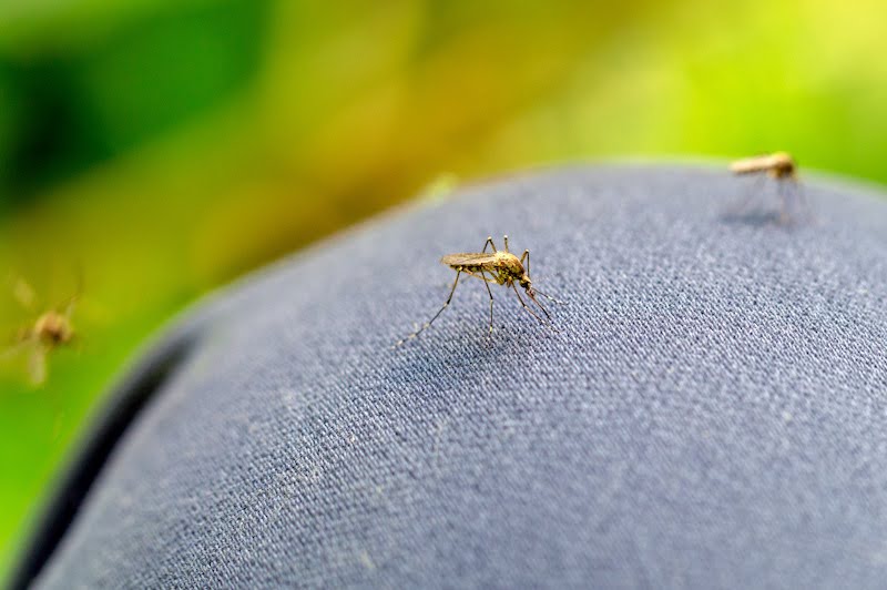 mosquitoes bite through human clothes