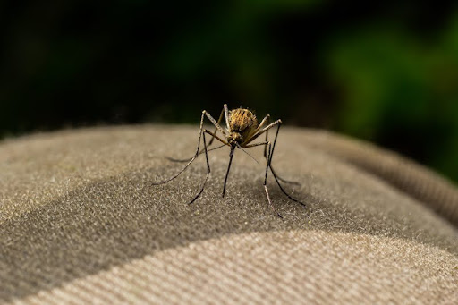 macro of Mosquito Suck in blood,Mosquito using mouth drill through clothes,mosquitoes are carrier of human and animal diseases,selecttive focus. SSUCv3H4sIAAAAAAAACnSSP2/CMBDF90r9DpFnogYSU+jWpVu7dkAdLvaFnHBs5D+gCvHd68QEuVK75X7Pfn53l8vjQ1GwFhwJ9lJcxirWpFRw3oInoyOuFjduUUu0OTnZel3lACivUJI3lkDlsAUveg0DRqiDUiO+TiJzHnxw6MYsNyTA4z56JHi3SIF3qS5mYRLjjSixj2hlkS0yxYV2VN6UOaN1bFbSS//YvGoaQLmnT1JSUfen4Ts5gUqBRhMy2/TxdR/NHrX4nlrLWraoEFLLu3SUHc4e7ZAPAYIkk/V/MiJmiqDOnICOYOHXvaMlQXqfEeP7aYOzkzLmCK0ad9FFS5zD9uCcCVrOPHtHxH/DDJmnNn7Kz9JsmIwrG8tlXdec82rTrKtVVW358nYgrbmn6GPTQGZuxIFk3gGNCZhAwZddsy35FlZl03BeAiCWz7zlHOtuU7WrOPfrDwAAAP//AwA+pUZzzwIAAA==