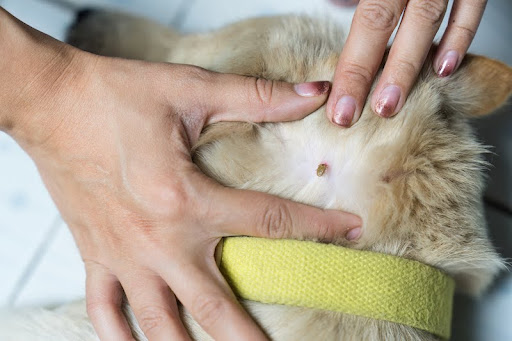 Woman hand picking a tick sucking blood on dog skin. Dangerous carrier insect about canine blood parasites